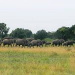 Cameroon Safari tour – Eco Tour Guides Cameroon